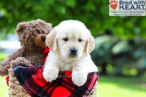 Image of Leo, a Golden Retriever puppy