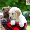 Image of Leo, a Golden Retriever puppy