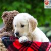 Image of Leo, a Golden Retriever puppy
