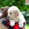 Image of Liam, a Golden Retriever puppy