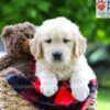 Image of Liam, a Golden Retriever puppy