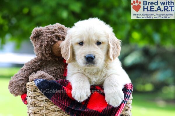 Image of Liam, a Golden Retriever puppy