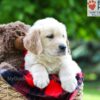 Image of Liam, a Golden Retriever puppy