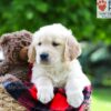 Image of Liam, a Golden Retriever puppy