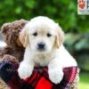 Image of Lilly, a Golden Retriever puppy