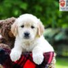 Image of Lilly, a Golden Retriever puppy