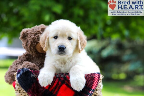 Image of Lilly, a Golden Retriever puppy