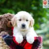 Image of Lilly, a Golden Retriever puppy