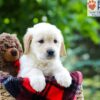 Image of Lilly, a Golden Retriever puppy