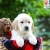 Image of Lilly, a Golden Retriever puppy