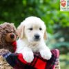 Image of Lilly, a Golden Retriever puppy