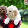 Image of Luna, a Golden Retriever puppy