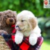 Image of Luna, a Golden Retriever puppy