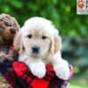 Image of Luna, a Golden Retriever puppy