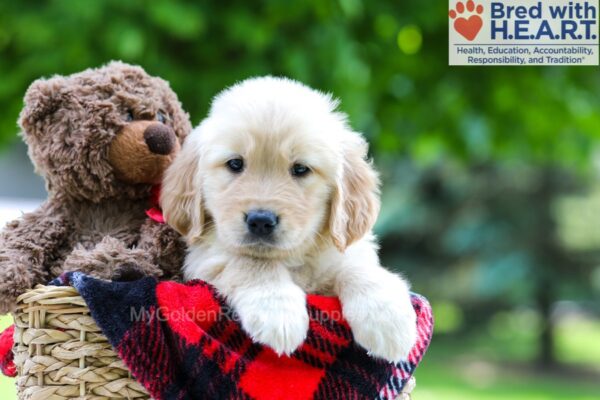 Image of Luna, a Golden Retriever puppy