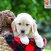 Image of Luna, a Golden Retriever puppy