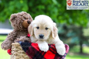 Image of Luna, a Golden Retriever puppy