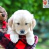 Image of Luna, a Golden Retriever puppy