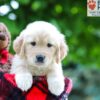 Image of Luna, a Golden Retriever puppy