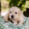 Image of Mac, a Golden Retriever puppy