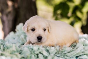 Image of Mac, a Golden Retriever puppy