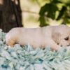 Image of Mac, a Golden Retriever puppy