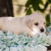 Image of Mac, a Golden Retriever puppy