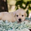 Image of Mac, a Golden Retriever puppy