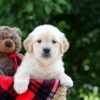 Image of Mindy, a Golden Retriever puppy