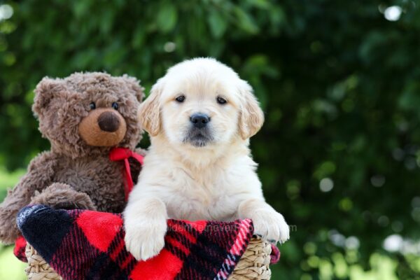 Image of Mindy, a Golden Retriever puppy