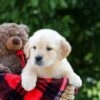 Image of Mindy, a Golden Retriever puppy