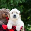 Image of Mindy, a Golden Retriever puppy