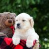 Image of Mindy, a Golden Retriever puppy
