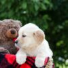 Image of Mindy, a Golden Retriever puppy