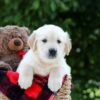Image of Mister, a Golden Retriever puppy