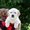 Image of Mister, a Golden Retriever puppy