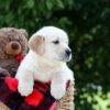 Image of Mister, a Golden Retriever puppy