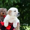 Image of Mister, a Golden Retriever puppy