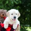Image of Mister, a Golden Retriever puppy