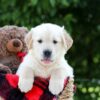 Image of Mister, a Golden Retriever puppy