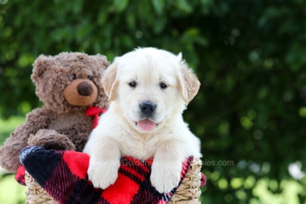Image of Mister, a Golden Retriever puppy