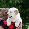 Image of Mister, a Golden Retriever puppy