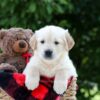 Image of Mister, a Golden Retriever puppy