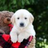Image of Mudge, a Golden Retriever puppy