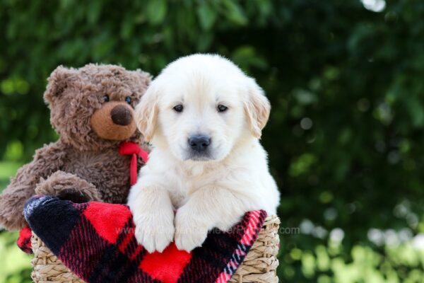 Image of Mudge, a Golden Retriever puppy