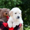 Image of Mudge, a Golden Retriever puppy