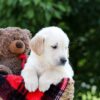 Image of Mudge, a Golden Retriever puppy