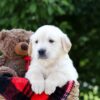 Image of Mudge, a Golden Retriever puppy