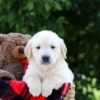 Image of Mudge, a Golden Retriever puppy