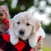 Image of Nala, a Golden Retriever puppy